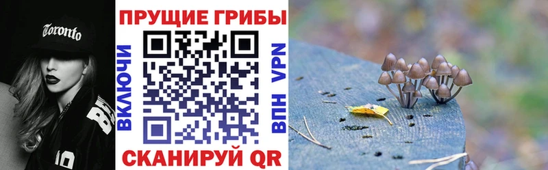 где продают   Покров  Псилоцибиновые грибы Magic Shrooms 